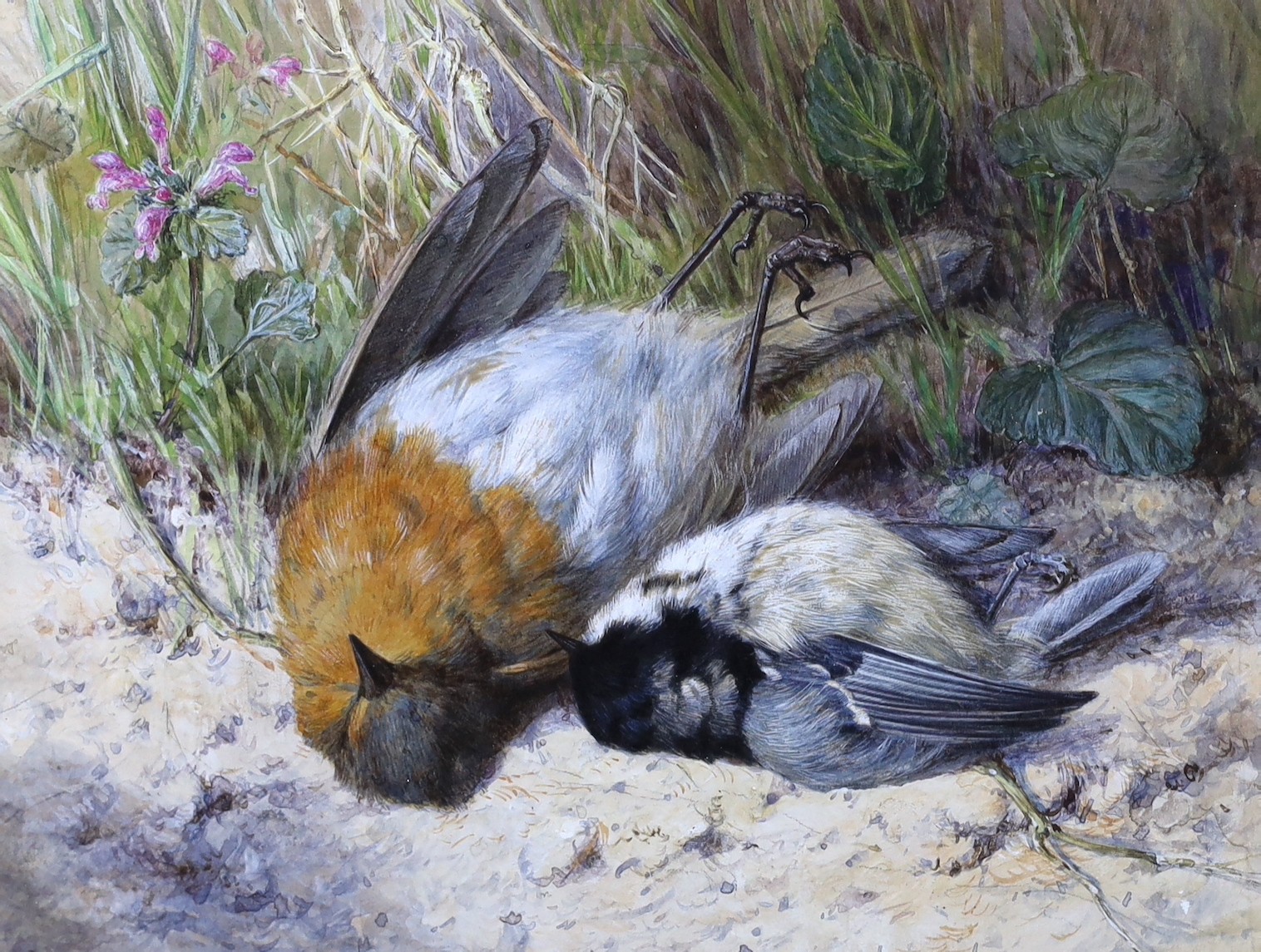 Helen Coleman Angell (1847-1884), watercolour, Still life of a dead birds and wildflower, signed, 14 x 18cm